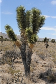 Joshua Tree NP